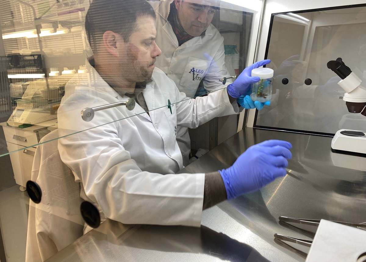 aleovitro-lupulo-1200.jpg