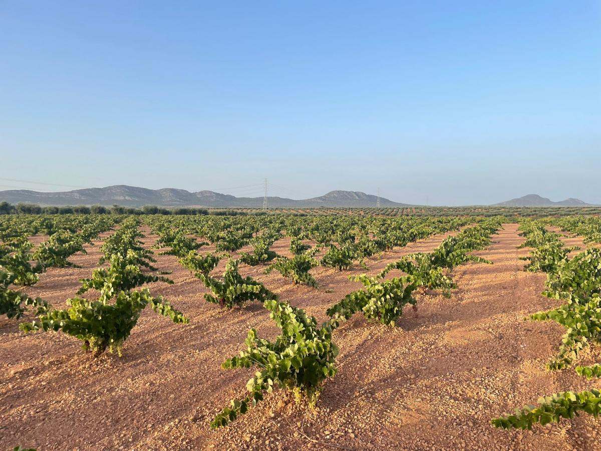 Viñedos