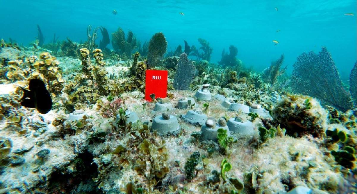 riu-mexico-oceano.jpg
