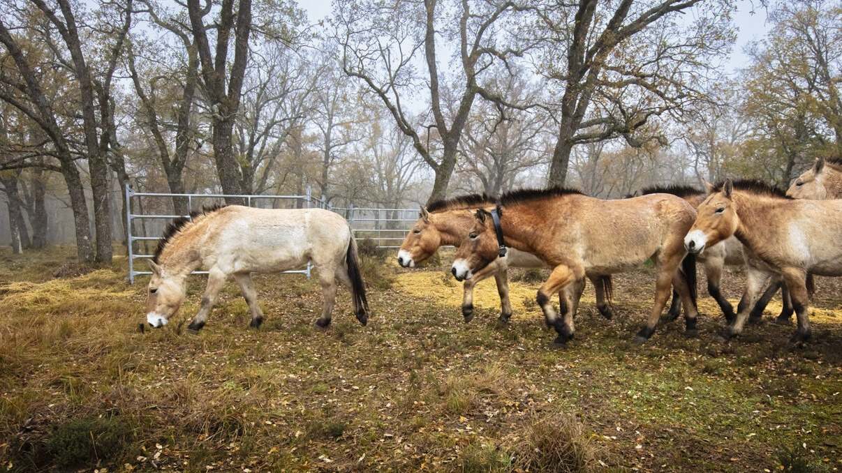 Los caballos impulsarán la restauración del ecosistema en el monte de Villanueva de Alcorón