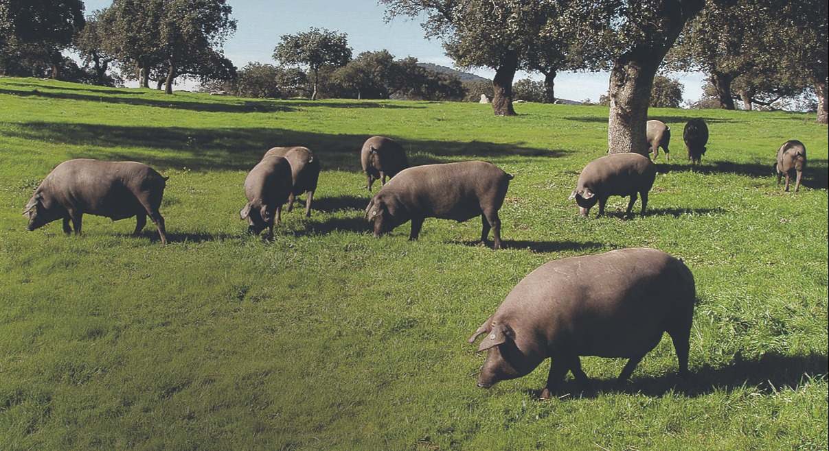 Cerdos Ibéricos en Dehesa