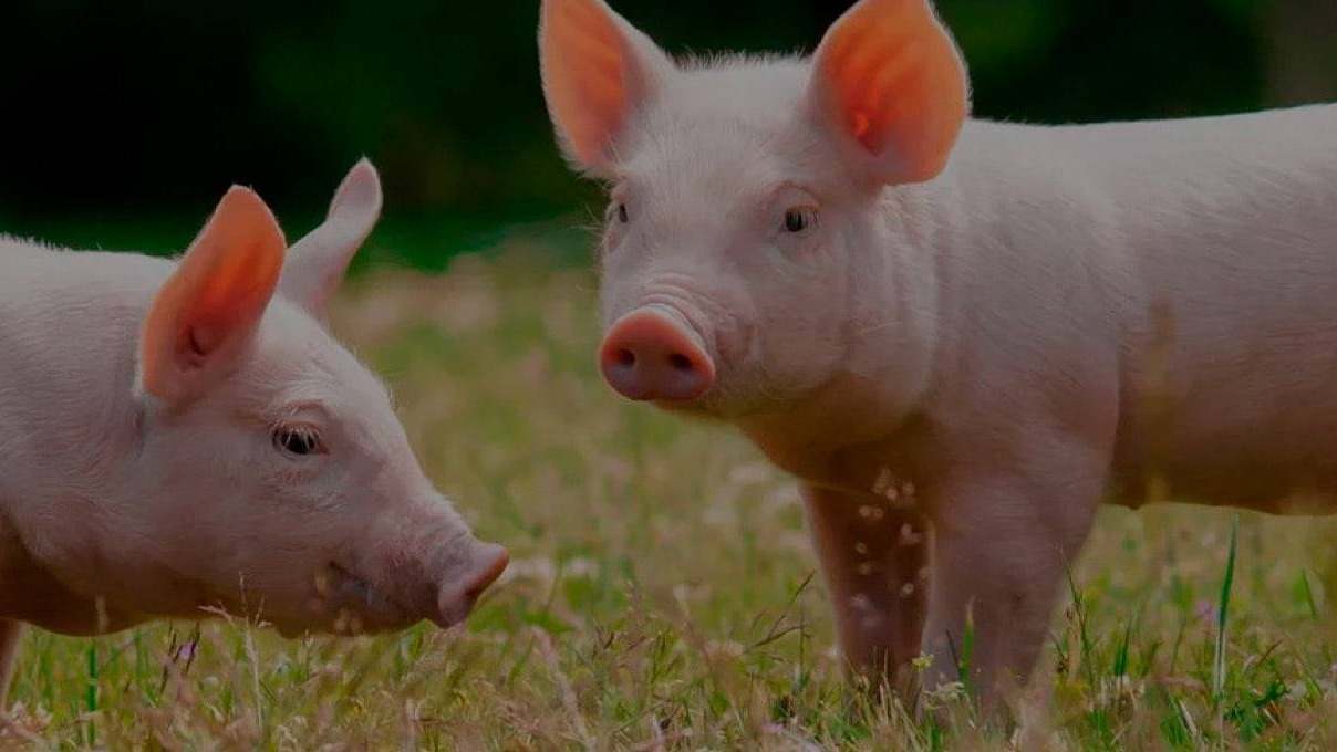 cerdos specipig