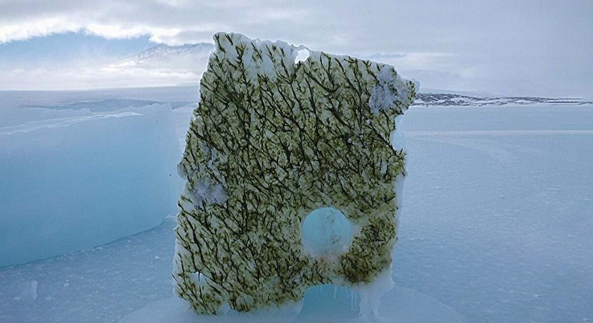 La parte inferior de un bloque recortado de hielo de 2 m de espesor cubierto de algas heladas, colocado sobre el hielo marino del estrecho de McMurdo, en la Antártida.