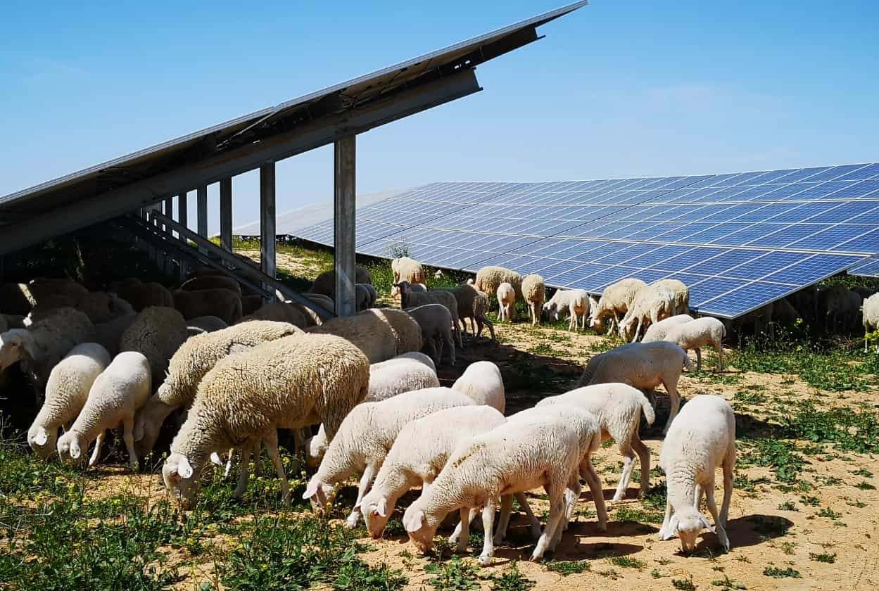 Planta fotovoltaica de Iberdrola.
