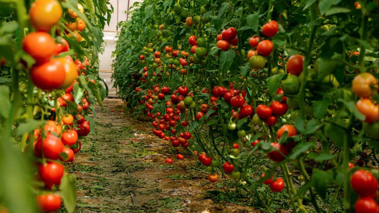 tomates