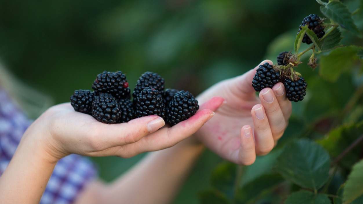 ¿Conoces todos los beneficios que puede tener comer moras a diario? ¡Te lo contamos en este artículo!