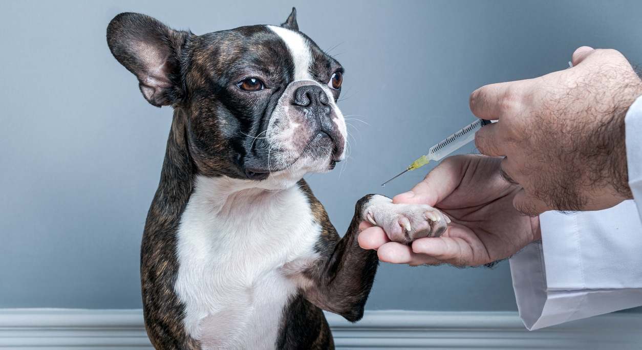 Un veterinario suministra una vacuna a un perro