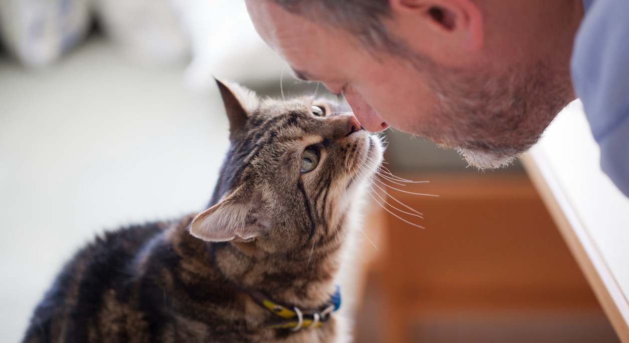 Una persona llama la atención de su gato. / Foto: iStock
