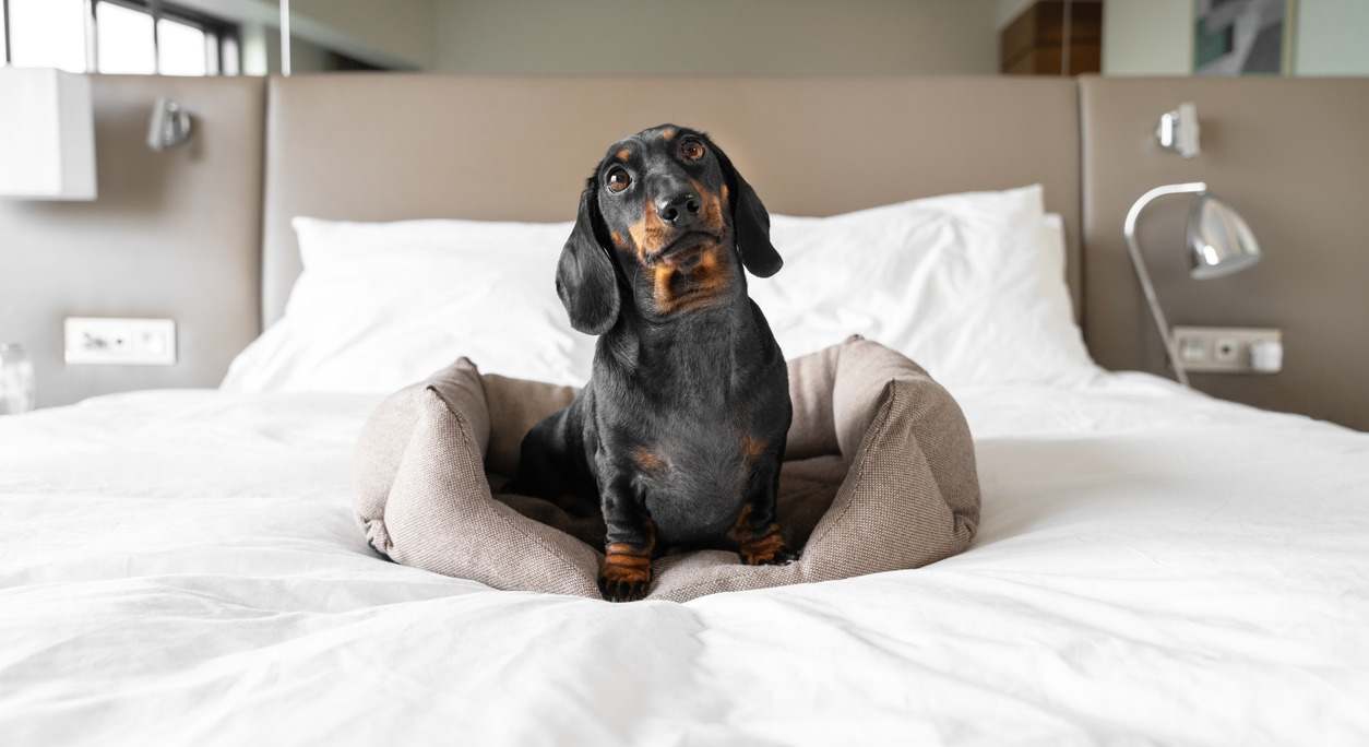 Perro en un hotel