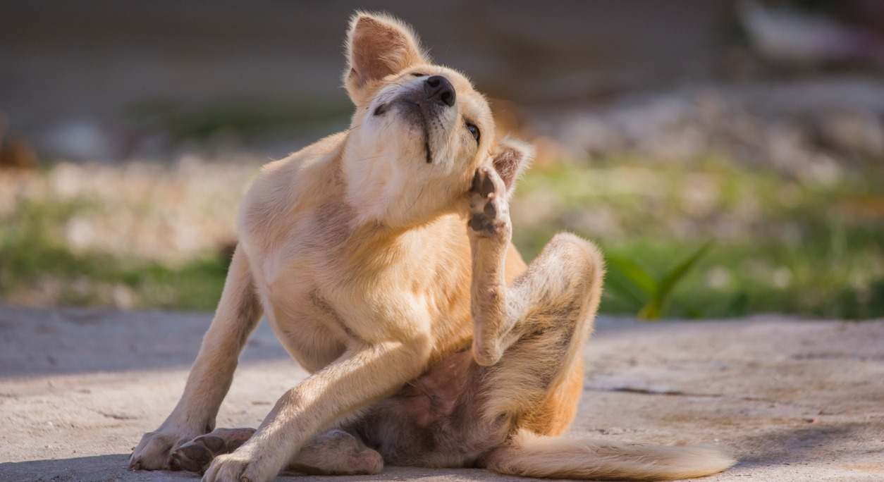 perro rascándose la oreja