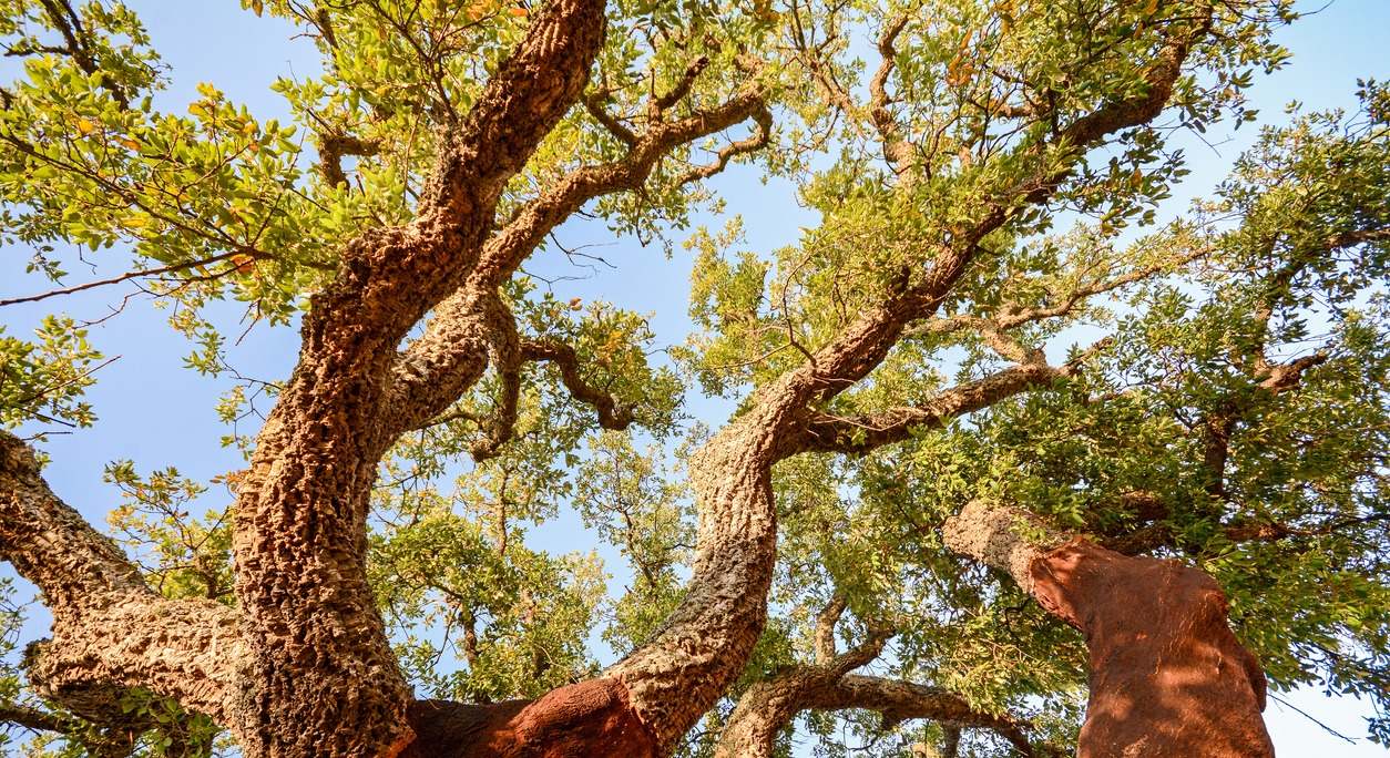 Árbol de alcornoque (Quercus suber)