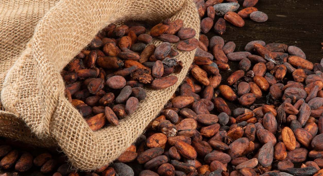 Bolsa de cacao. Foto: iStock