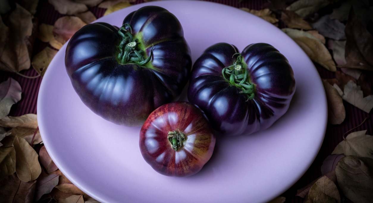 El tomate azul está cogiendo mucha popularidad. Te contamos sus propiedades y en qué se diferencia del tomate tradicional.