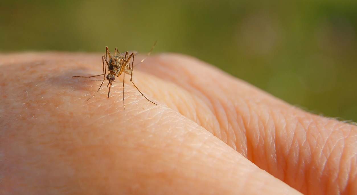 Las picaduras de mosquitos son más comunes en esta época del año de verano. Te contamos 10 consejos para evitarlas.
