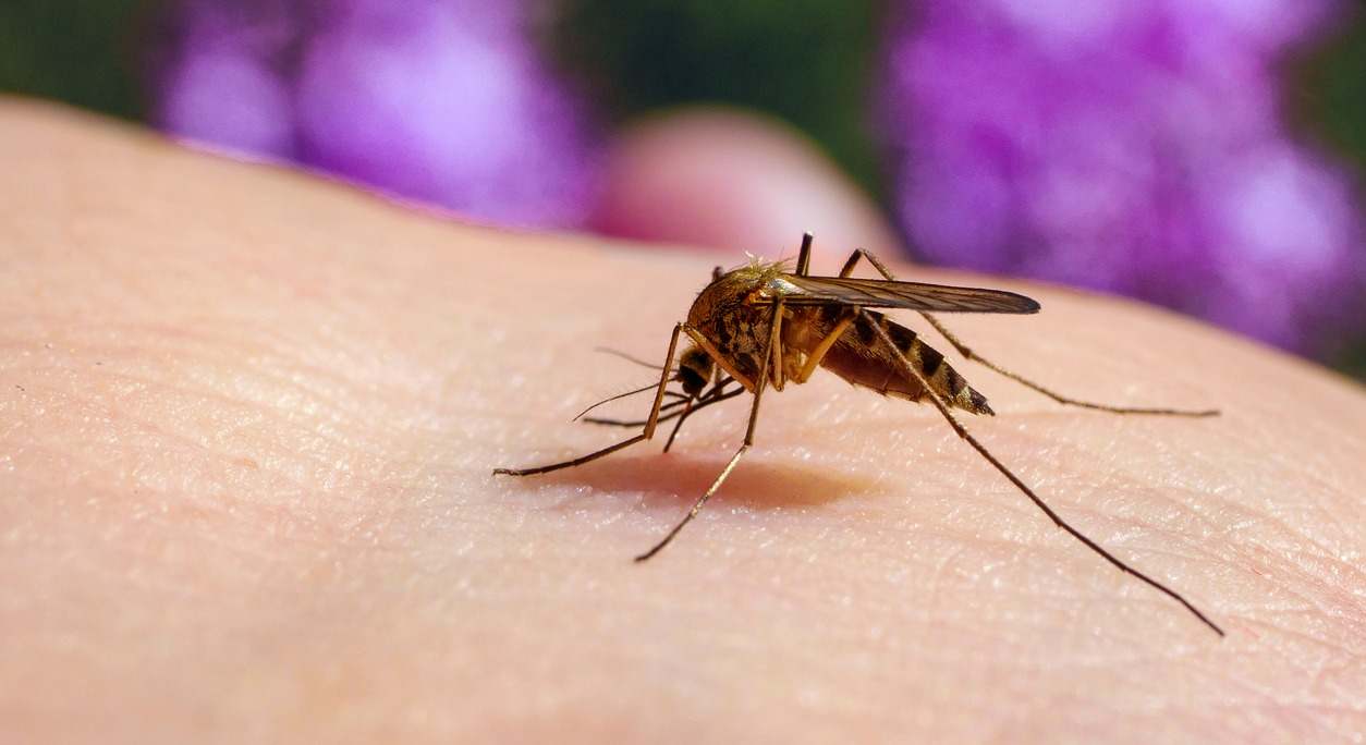 Detalle de un mosquito común en la piel. / Foto: iStock
