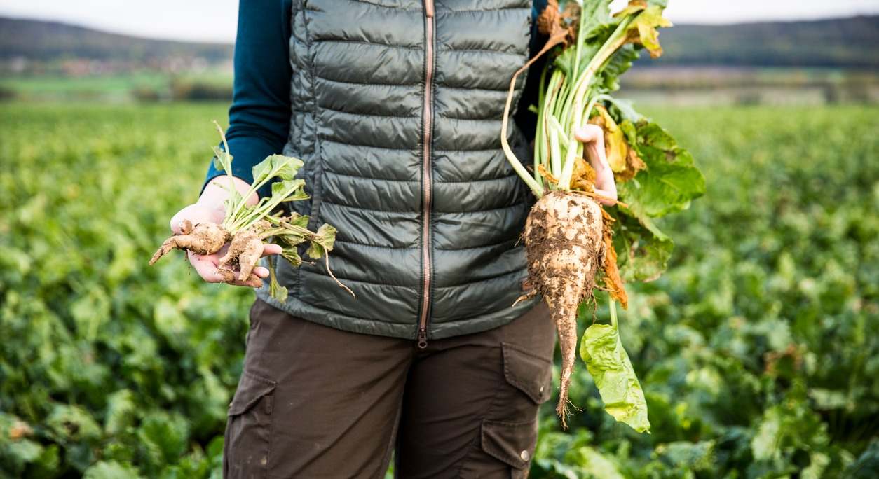 Agricultor sostiene betabel grande y pequeña en las manos