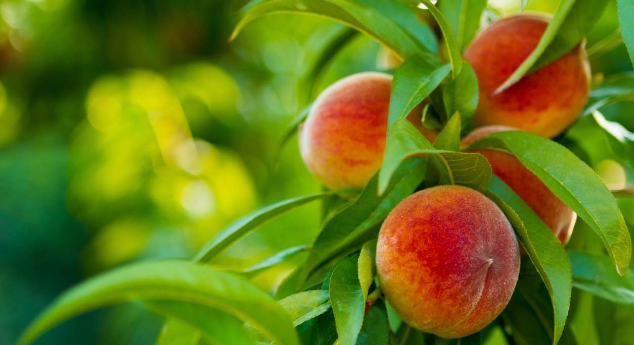 La nectarina es una fruta dulce propia del verano. En este artículo te contamos sus propiedades y beneficios y cómo puedes disfrutarla.