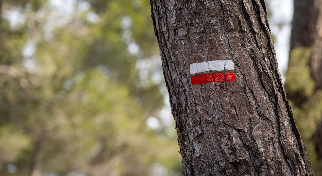señal de sendero sobre un arbol