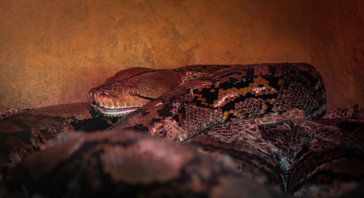 Malayopython reticulatus