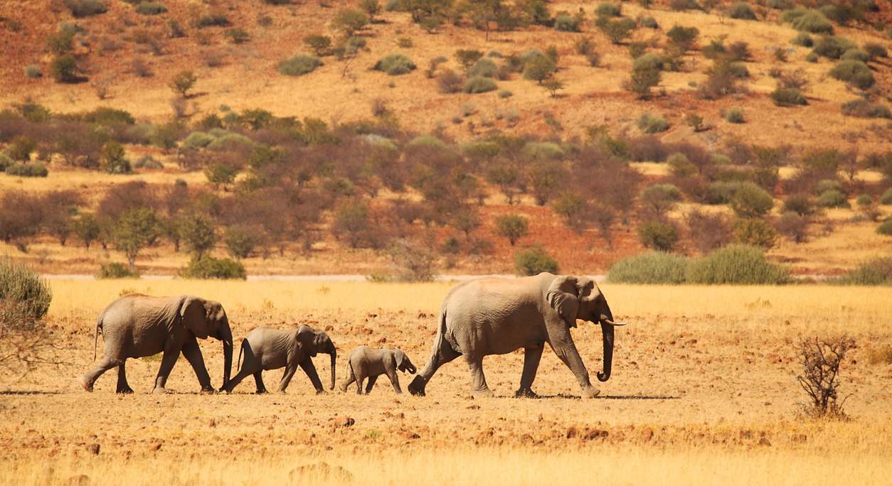 elefantes caminando por el desierto en namibia