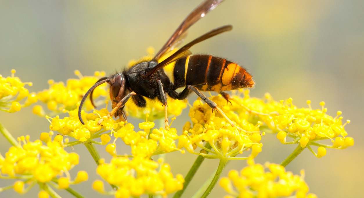 La picadura de la avispa asiática es más dolorosa y peligrosa para la salud que la de otras especies. Te contamos como diferenciarla y cómo actuar si te pica una en este artículo.