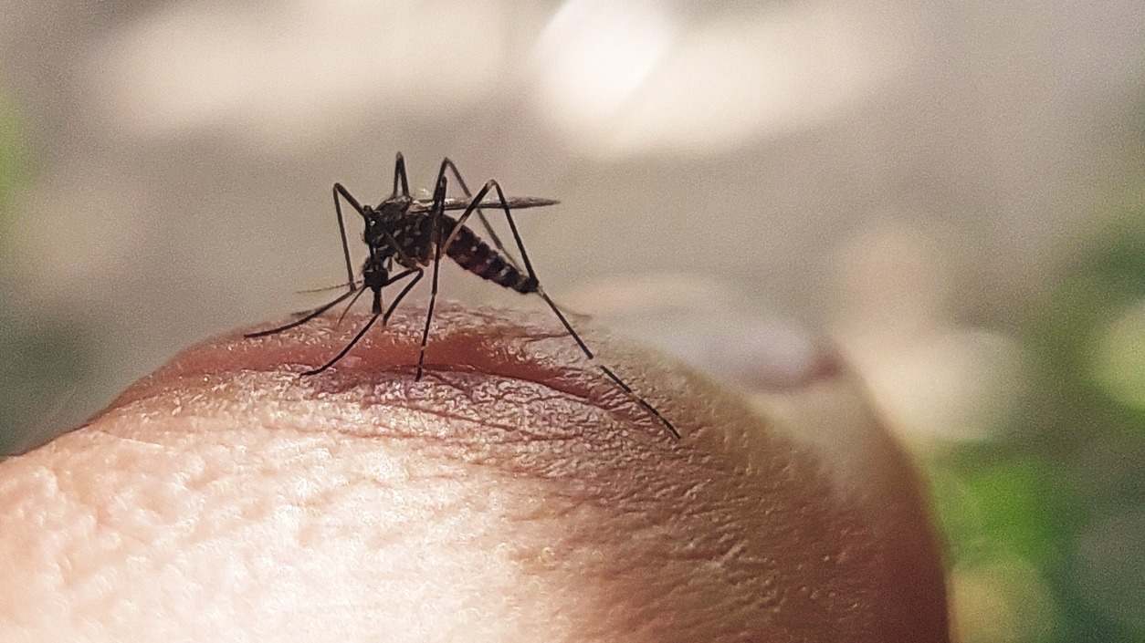 Descubre cómo identificar los síntomas del Dengue, qué es y cómo se propaga. Infórmate sobre sus causas y cuál es el tratamiento de esta enfermedad.