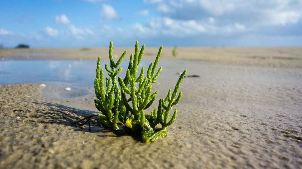 La salicornia o espárrago de mar: conoce sus beneficios, para qué sirve y donde puedes comprarla en este artículo