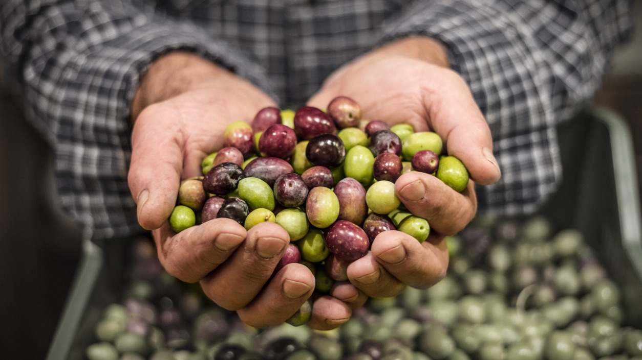 Olivas en manos de un agricultor
