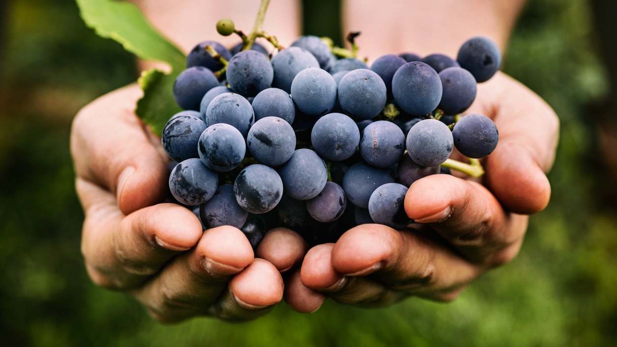 ¿Qué pasa si comes uvas cada día? En este post te revelamos los beneficios de esta fruta.