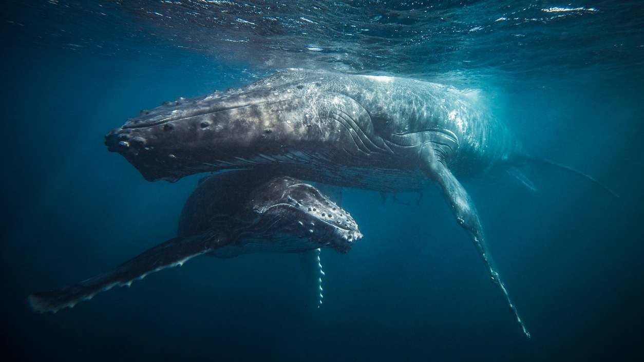 Ballenas