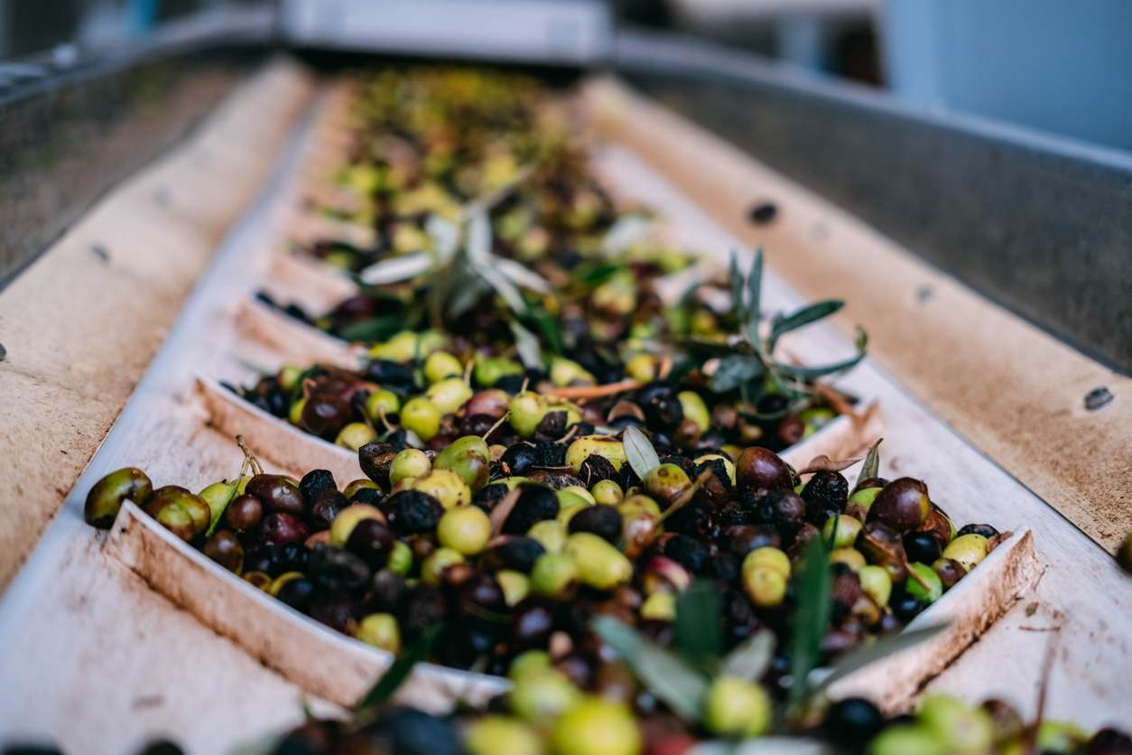 Cosecha de aceitunas para la producción de aceite de oliva