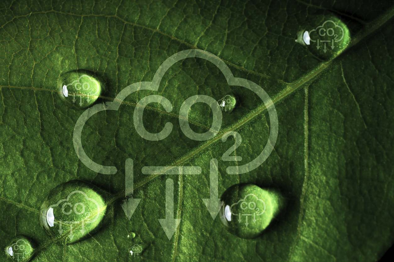iStock-1468518194.jpg