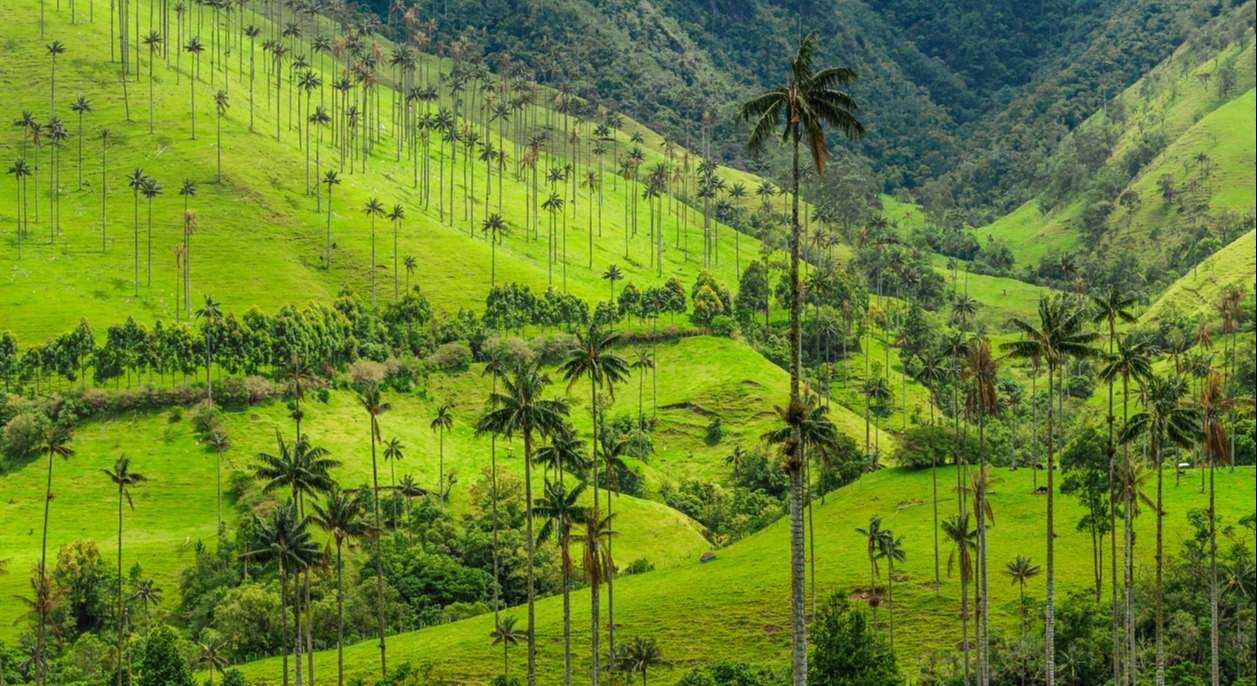 Valle del Cocora