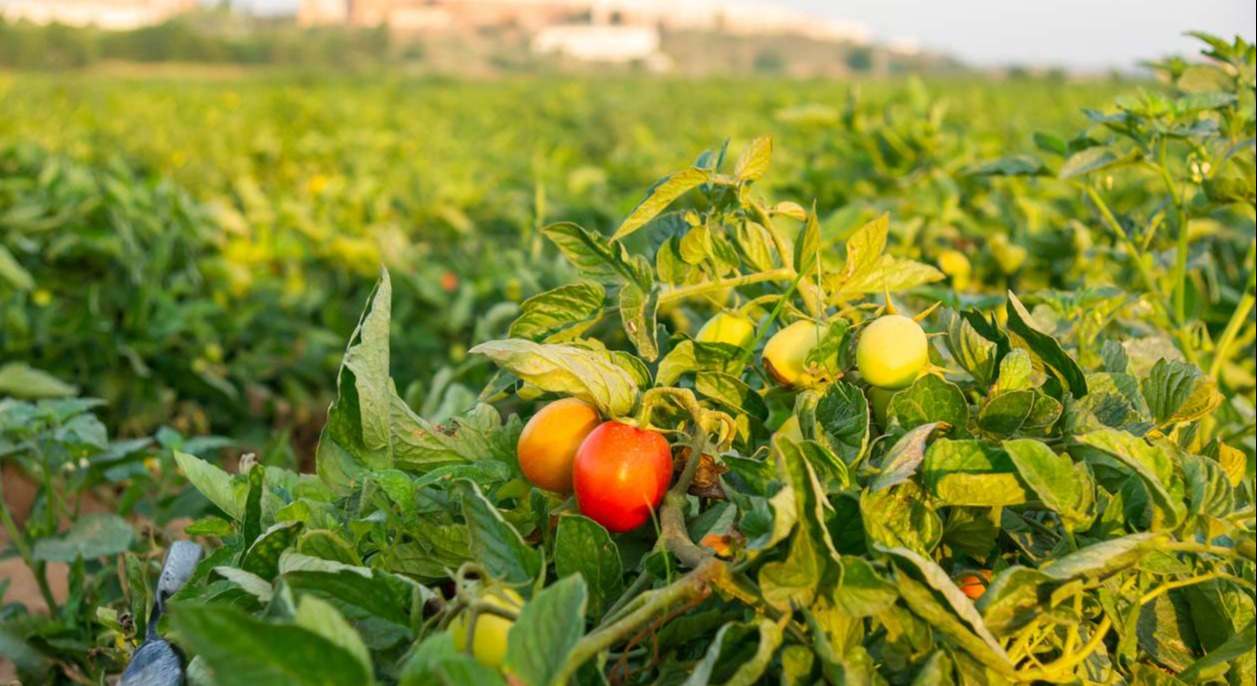 agricultura-siembra-campo-espanol-istock.jpg