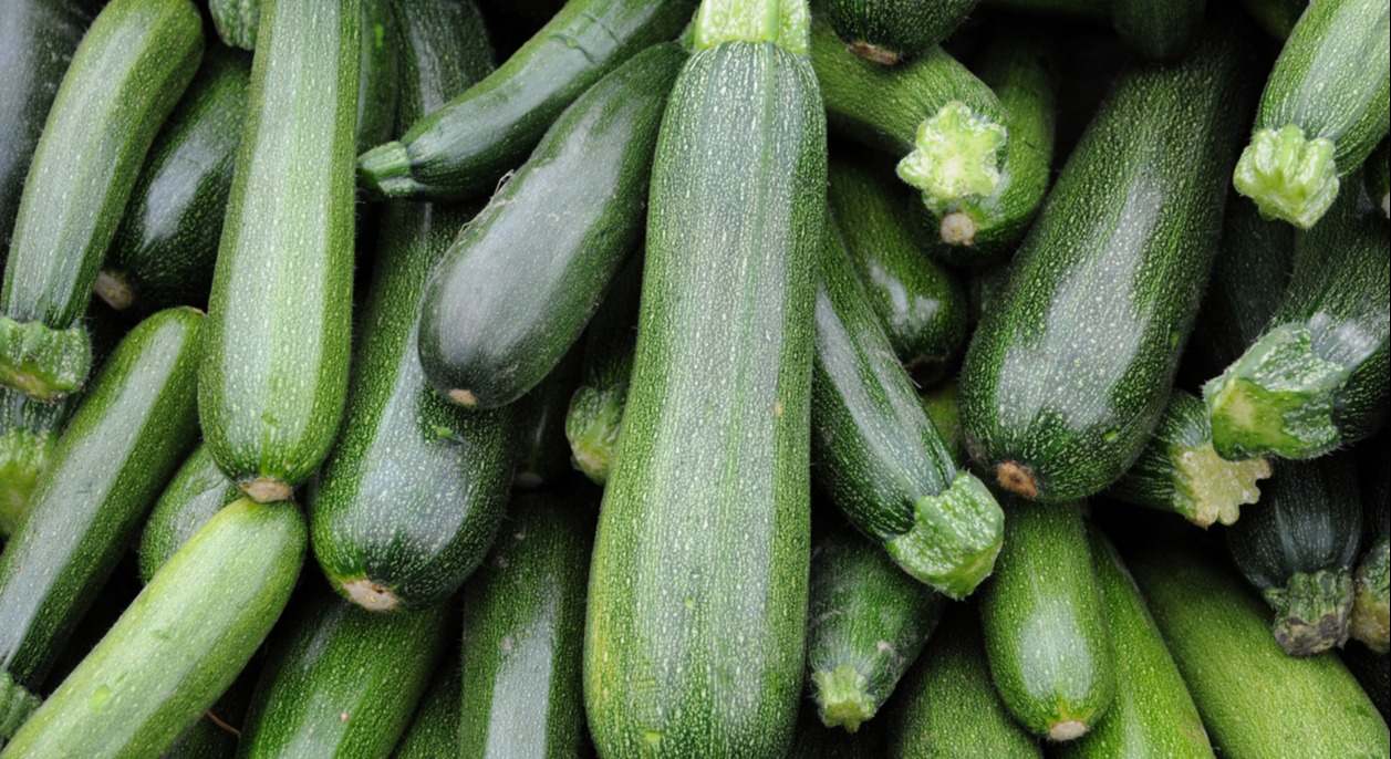 Calabacines de origen español. / Foto: iStock