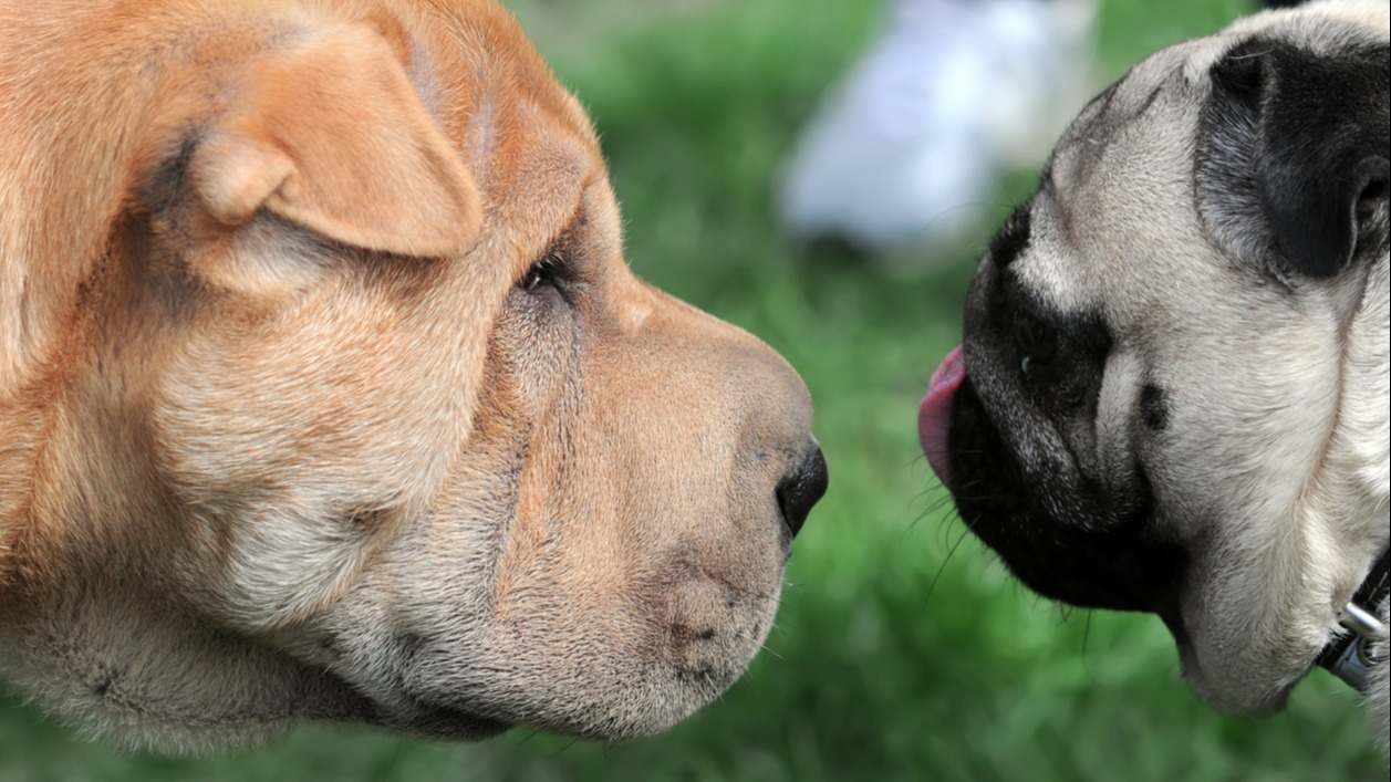 perros de diferente tamaño grande y pequeño