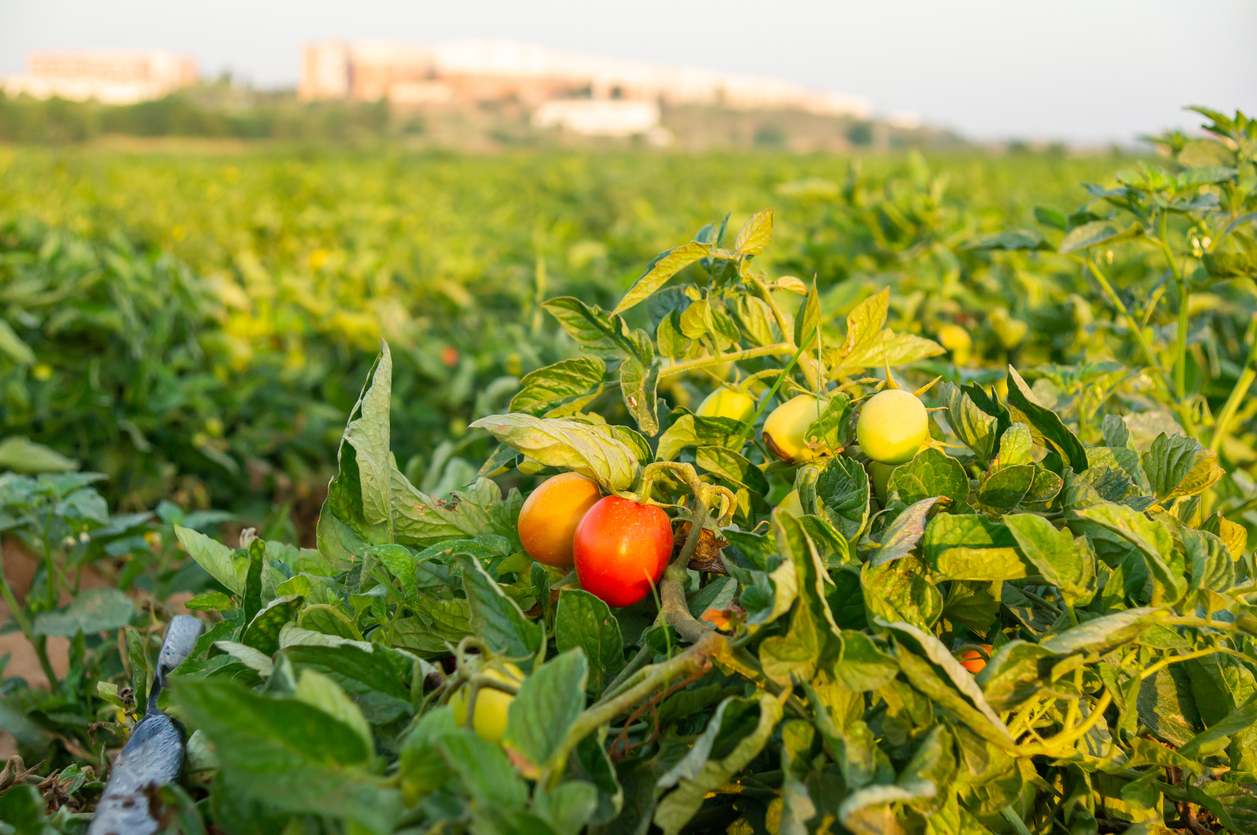 Agricultura y siembra del campo español. / Foto: iStock