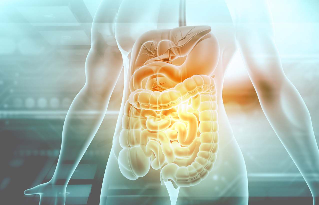 Intestino