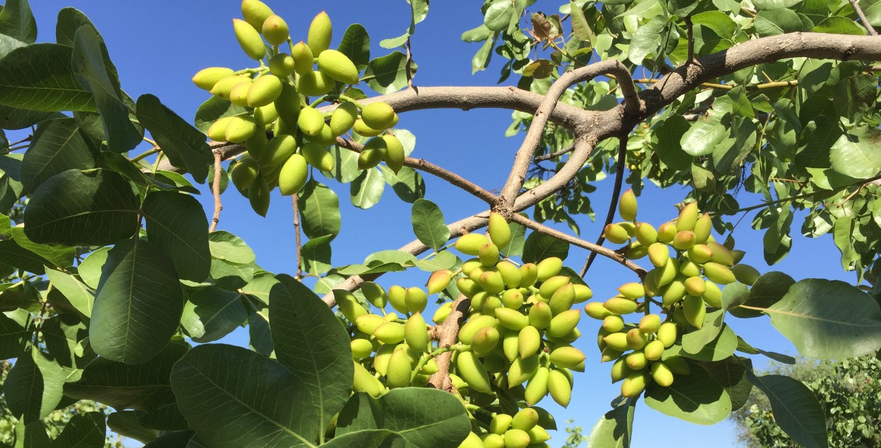 Pistachos-1200.jpg