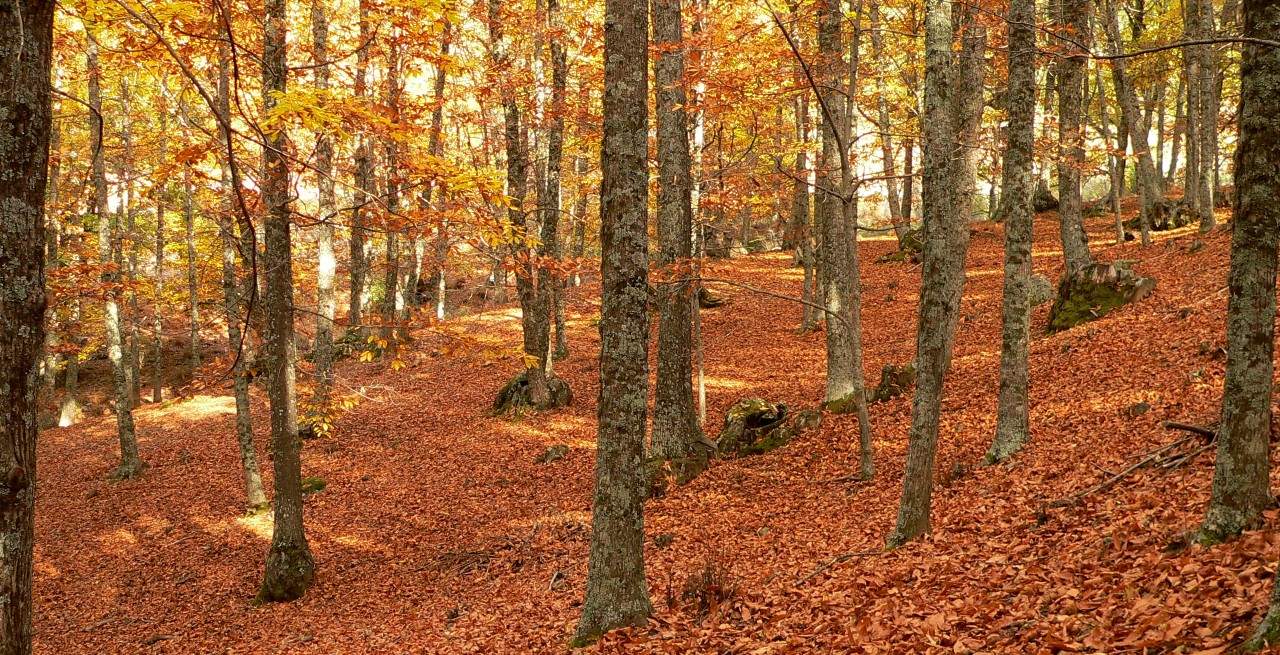 Arboles-bosque.jpg