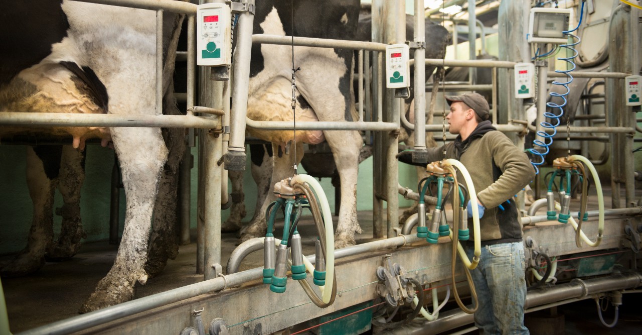 vacas-1200-a.jpg