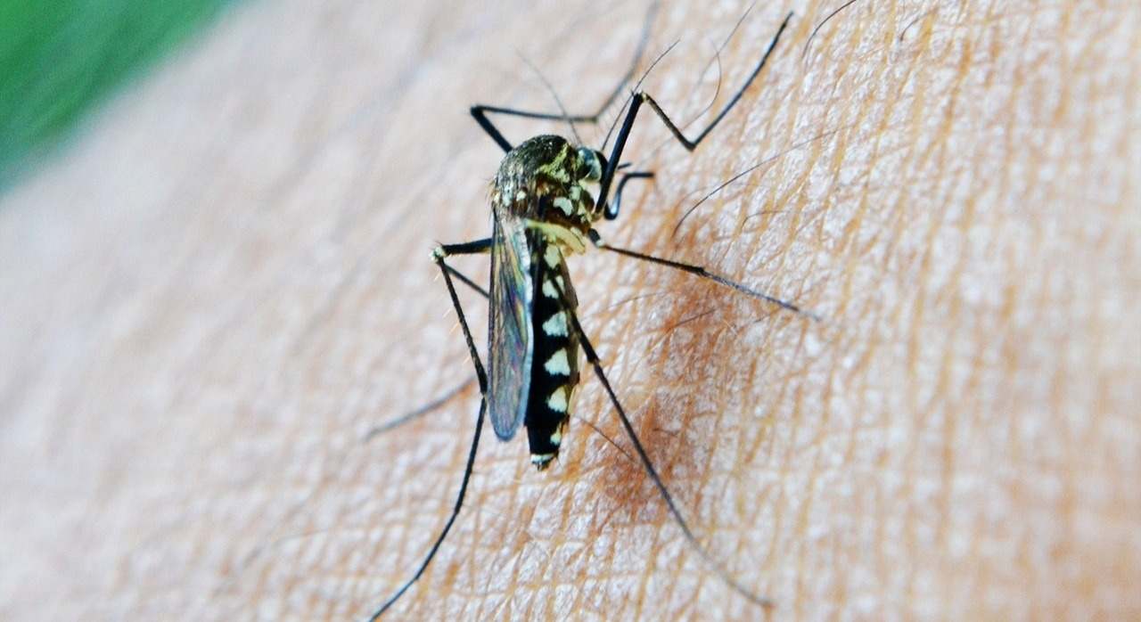 Mosquito del Virus del Nilo.