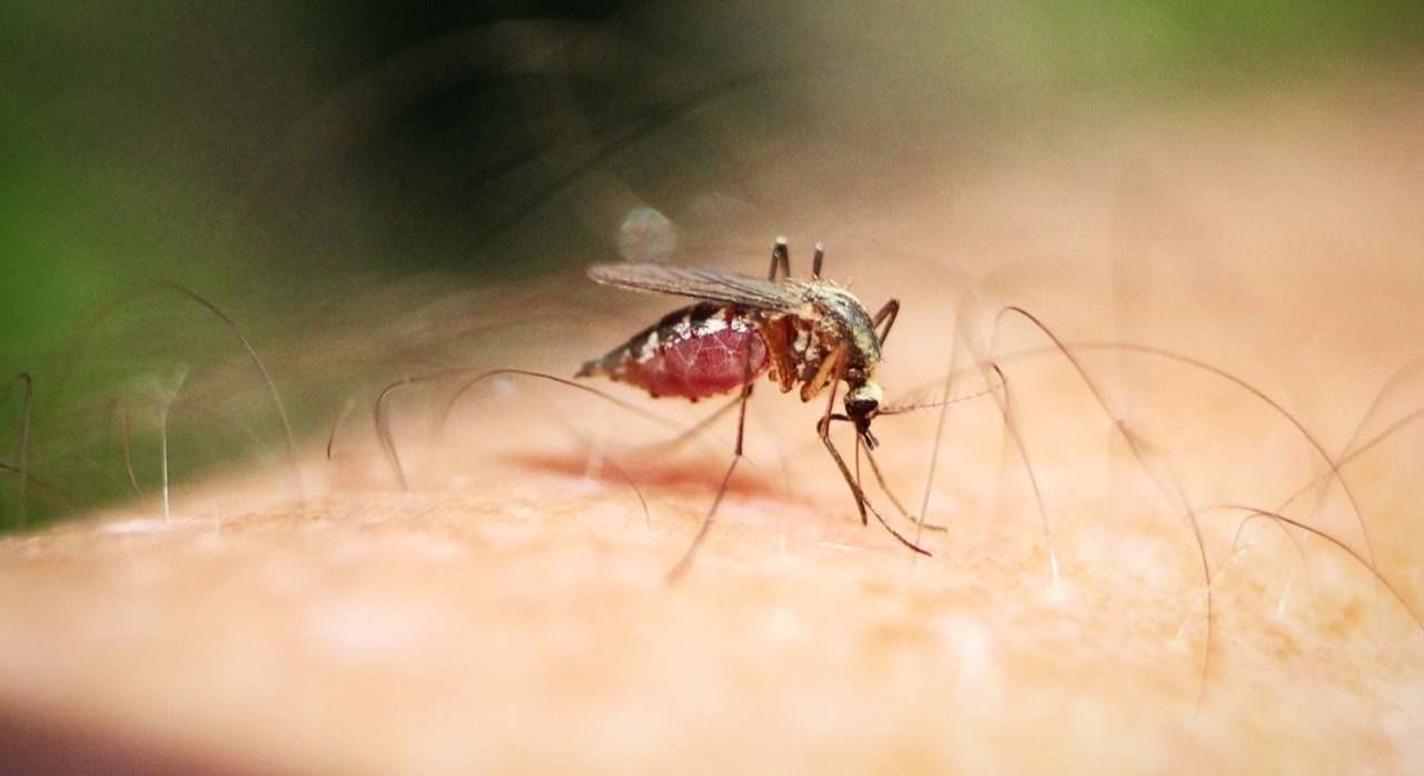 Picadura de insecto