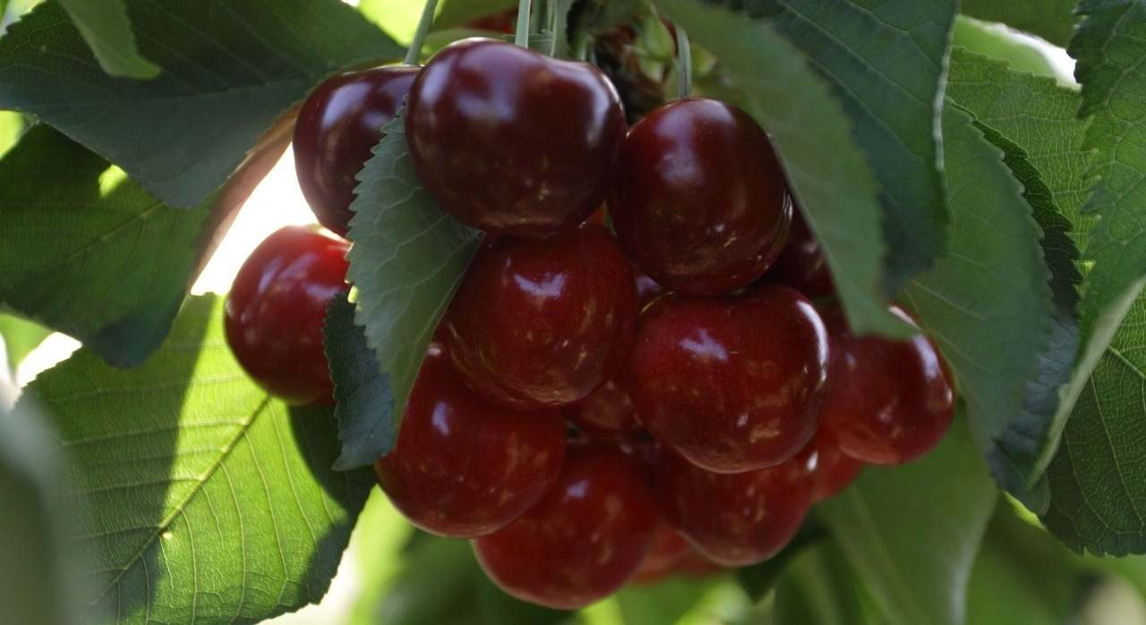 cerezas aragon