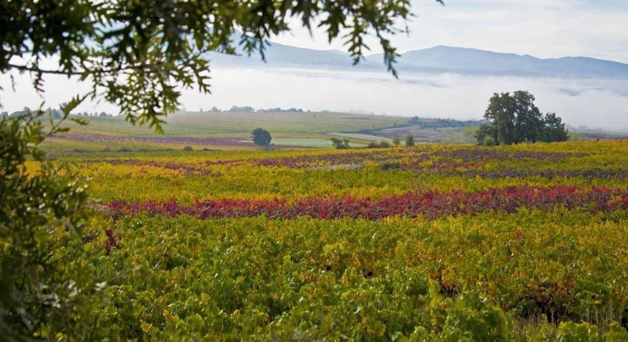 Viñedos de la DO Bierzo