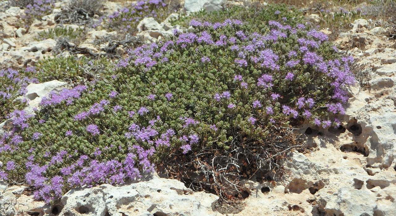 Serpol o tomillo de monte