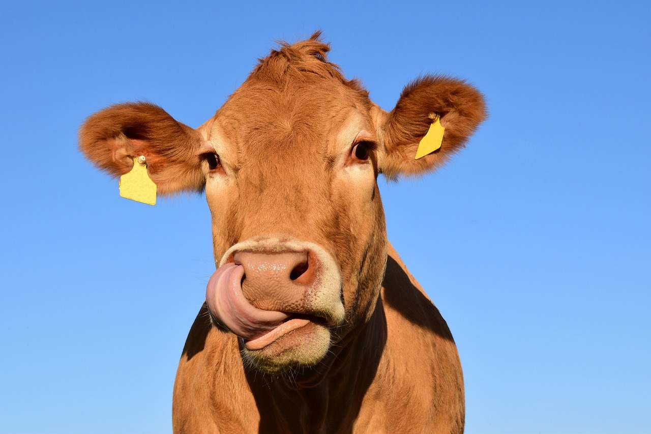 Vaca10.jpg