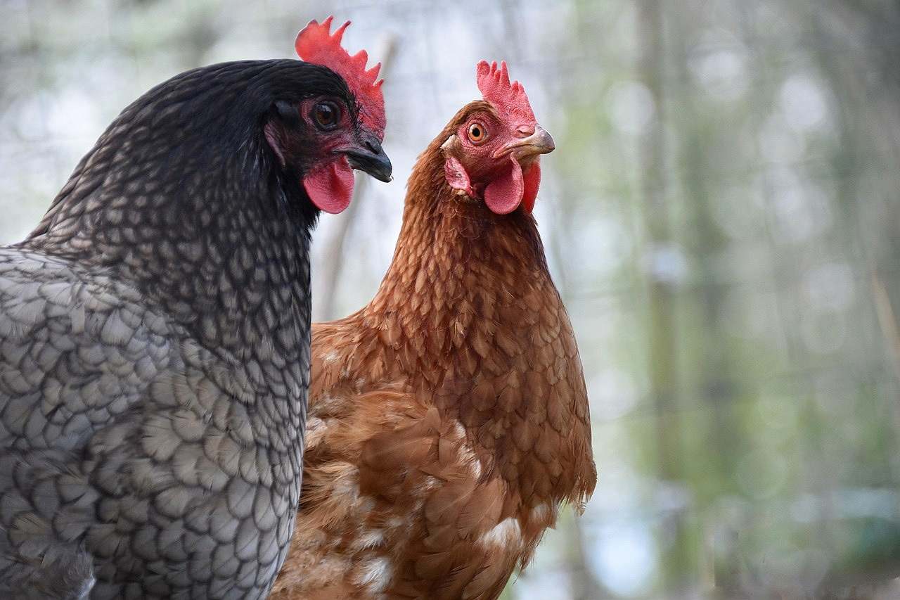 Gallinas en Cantabria. Europa Press.