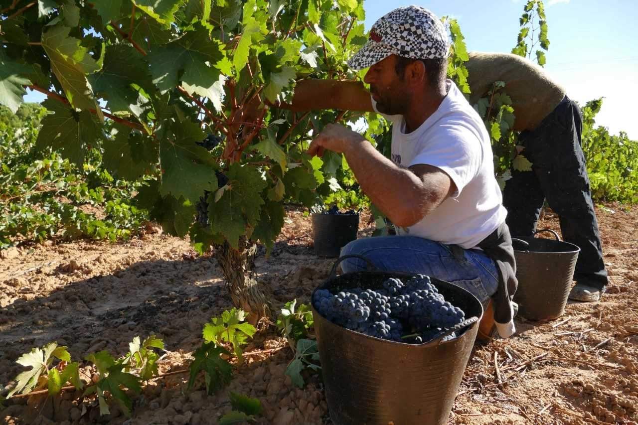 ribera-de-duero-1.jpg
