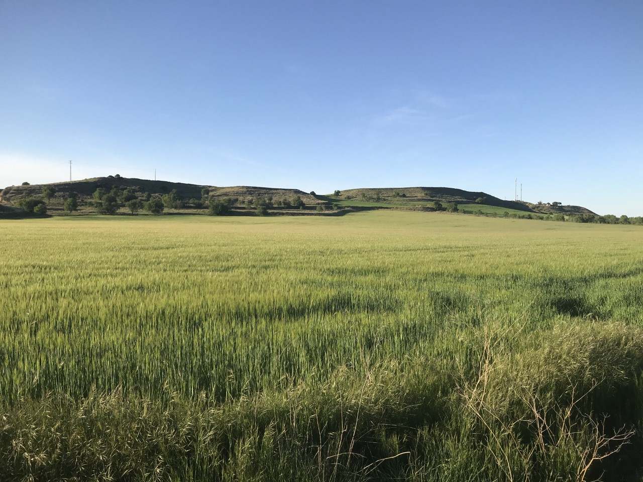 Campo de cereal